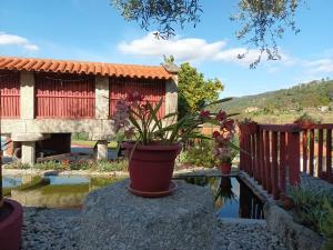 a potted plant sitting on a rock in front of a house at Casa D`Auleira in Ponte da Barca
