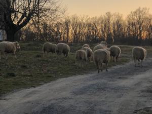 Állatok a nyaralóban vagy a közelben
