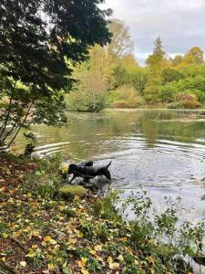 un chien nageant dans l'eau d'un lac dans l'établissement Woodland Cottage Charleton Estate, à Colinsburgh 18 autres photos