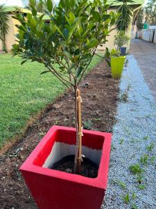 a small tree sitting in a red box at PARK FRONT LODGE in Polokwane