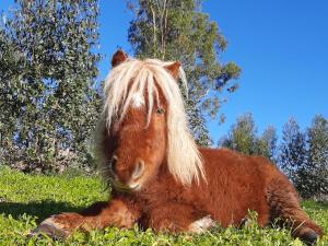 un poney brun avec de longs cheveux en herbe dans l'établissement Quinta Pedagógica da Samoqueirinha - Duna Parque Group, à Vila Nova de Milfontes