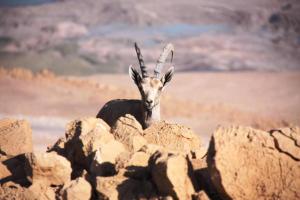 Galeriebild der Unterkunft Ein Gedi Rooms Neve Zohar in Neve Zohar + 14 Fotos