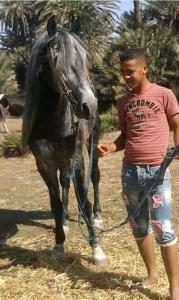 Un homme mène un cheval avec une corde dans l'établissement Khaima, à Souk Jemaa des Oulad Abbou