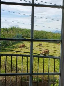 una vista de los caballos pastando en un campo desde una ventana en 墾丁勿忘我城堡莊園, en Hengchun