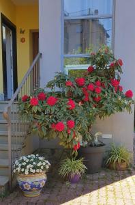 Zahrada ubytování Guest house Il Giardino in Città