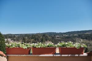 a row of plants on top of a ledge at Pensión A Solaina 3 in O Pedrouzo