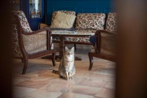 un chat assis à même le sol dans un salon dans l'établissement La Bellevue Bréville - B&B, à Bréville-sur-Mer