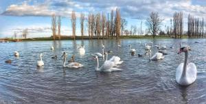 een groep zwanen en eenden in het water bij Apartman Emy in Karlovac