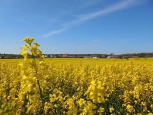 un campo de flores amarillas delante de un cielo azul en Schwedenrotes Ferienhaus Wismar en Zierow