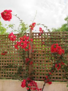 a fence with red flowers growing on it at Muses Studios Sami in Sami