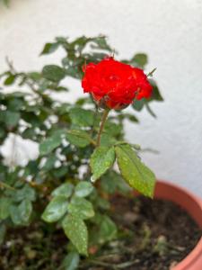 a red rose in a pot with a plant at Pyramids top success result in Cairo
