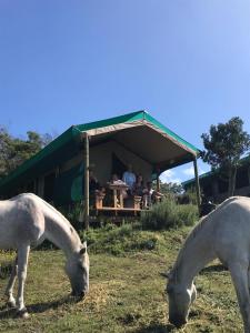 zwei Pferde, die im Gras vor einem Restaurant grasen in der Unterkunft Trees&Seas - Glamping with farm animals in Wilderness