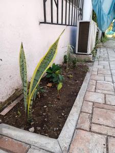 due piante in un giardino accanto a un edificio di Hostal a 10 min del centro de Veracruz a Veracruz