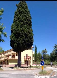 un grand pin devant un bâtiment dans l'établissement Villa Terrena, à Bagni San Filippo