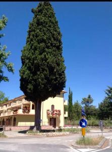 duża sosna przed budynkiem w obiekcie Villa Terrena w mieście Bagni San Filippo