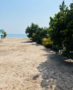 a beach with trees and the ocean in the background at The Flying Toucan in Placencia