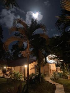 a palm tree in front of a house at night at Pura Vida Vegana in Cahuita