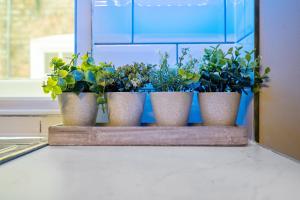 três vasos de plantas sentadas numa prateleira numa cozinha em Still House em Boston