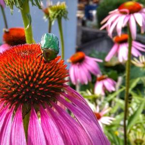 Vonkajšia záhrada v ubytovaní Haus Flora am Kaiser