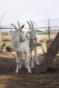 due capre in piedi accanto a una recinzione di Cascina cattabreghetta a Pombia