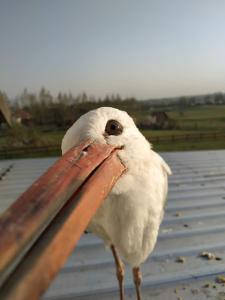 a white bird with its beak on a rail at Oaza nad Krutynią in Ukta