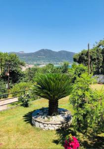 eine Palme in einem Steinpflanzen in einem Garten in der Unterkunft Villa Maria in Skala Potamias