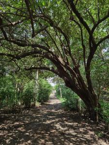 a tree arching over a dirt road at HOTEL GEORGI CR in Guanacaste