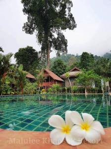 duas flores brancas sentadas ao lado de uma piscina em Malulee KhaoSok Resort em Parque Nacional de Khao Sok