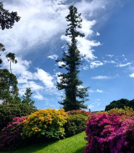 ポルト・ヴァルトラヴァーリアにあるCasa Anna - Parco Hermitageの花の咲く庭園の中の木