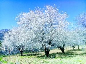 Φωτογραφία από το άλμπουμ του Mavi Kelebek Datca σε Datca