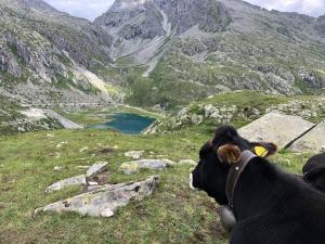 Eine Kuh liegt im Gras auf einem Berg in der Unterkunft Hotel Derby in Folgarida