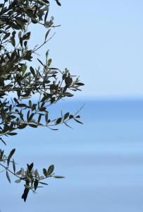 a branch of a tree with leaves on a blue background at Thalatta Beyond Guesthouse Agios Ioannis in Agios Ioannis Pelio