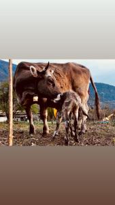 a cow and a calf standing in a field at Agriturismo La Betulla in Brezzo