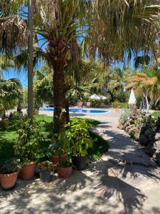 een resort met een palmboom en een zwembad bij Tijarafe 2 in Tijarafe