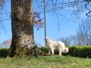 Ospiti di Relais de la poste rez-de-chaussée con animali domestici