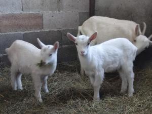 Altri animali domestici presso il bed & breakfast o nei dintorni