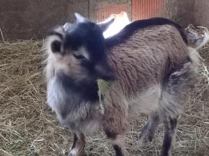 Altri animali domestici presso il bed & breakfast o nei dintorni
