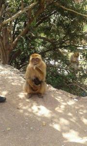 Foto de la galeria de Dar rachid ouzoud a Azilal