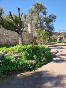Jardí fora de Dar rachid ouzoud