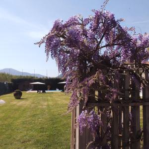 une couronne de fleurs violettes suspendue à une clôture dans l'établissement B&B Il Casale di Nanni, à Lucques