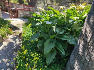 A garden outside Laxesis