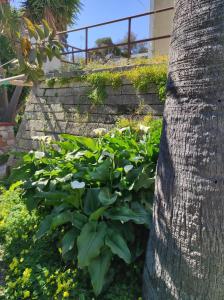 A garden outside Laxesis
