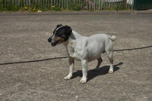Domácí mazlíčci ubytovaní s hosty v ubytování Idylle auf dem Reiterhof bei Husum