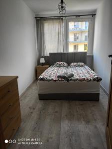 un dormitorio con una cama con un gato sobre ella en Apartments 4 You, en Wroclaw
