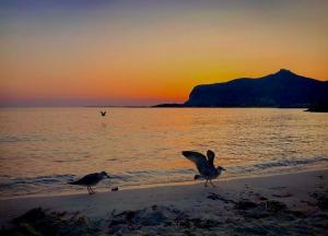 two birds walking on the beach at sunset at Stabilimento Lido Burrone in Favignana