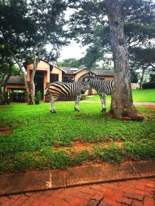 two zebras standing in the grass next to a tree at Indlovu Guesthouse in Nelspruit