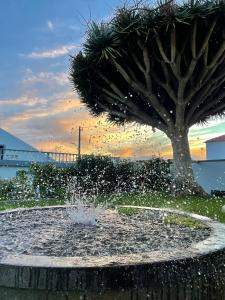 una fontana con un albero sullo sfondo di Casa Às Seis ad Angra do Heroísmo