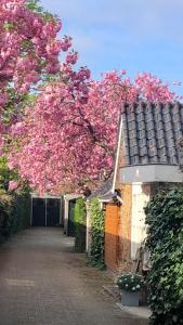 a tree with pink flowers next to a house at Prins Heerlijk in Sassenheim