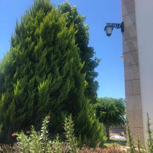Um jardim no exterior de SOLAR DA SERRA-GuestHouse