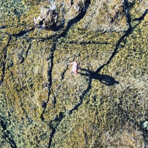 an overhead view of a rock with a leaf on it at Villa sunbeach in Roquebrune-sur-Argens